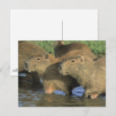Capybara, Hydrochaeris hydrochaeris), werelds Briefkaart (Voorkant / Achterkant)