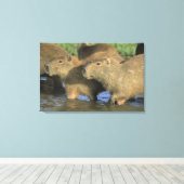 Capybara, Hydrochaeris hydrochaeris), werelds Canvas Afdruk (Insitu (Houten vloer))