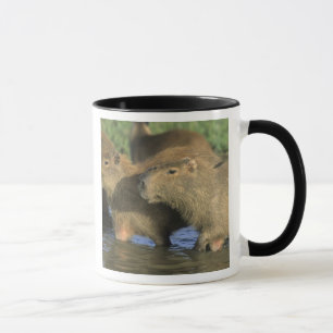 Capybara, Hydrochaeris hydrochaeris), werelds Mok