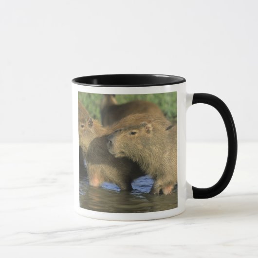 Capybara, Hydrochaeris hydrochaeris), werelds Mok (Rechts)