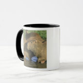Capybara, Hydrochaeris hydrochaeris), werelds Mok (Voorkant links)