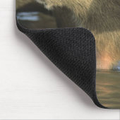 Capybara, Hydrochaeris hydrochaeris), werelds Muismat (Hoek)