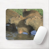 Capybara, Hydrochaeris hydrochaeris), werelds Muismat (Met muis)