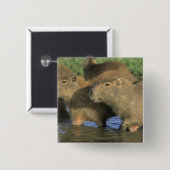 Capybara, Hydrochaeris hydrochaeris), werelds Vierkante Button 5,1 Cm (Voorkant /achterkant)