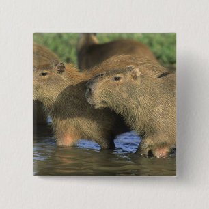 Capybara, Hydrochaeris hydrochaeris), werelds Vierkante Button 5,1 Cm