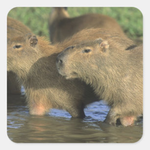 Capybara, Hydrochaeris hydrochaeris), werelds Vierkante Sticker