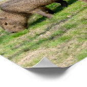 Capybara hydrochaeris poster (Hoek)