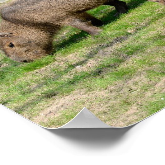 Capybara hydrochaeris poster (Hoek)