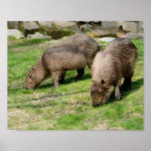 Capybara hydrochaeris poster