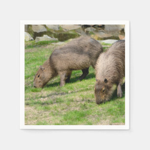 Capybara hydrochaeris servet