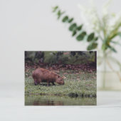 Capybara (Hydrochoerus hydrochaeris) Briefkaart (Staand voorkant)