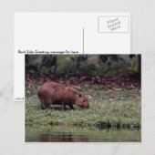 Capybara (Hydrochoerus hydrochaeris) Briefkaart (Voorkant / Achterkant)