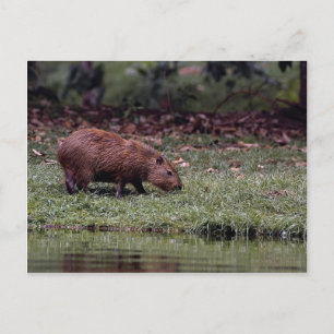 Capybara (Hydrochoerus hydrochaeris) Briefkaart