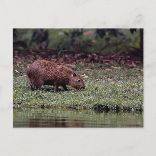 Capybara (Hydrochoerus hydrochaeris) Briefkaart (Voorkant)