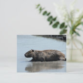 Capybara in het water briefkaart (Staand voorkant)