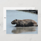 Capybara in het water briefkaart (Voorkant / Achterkant)