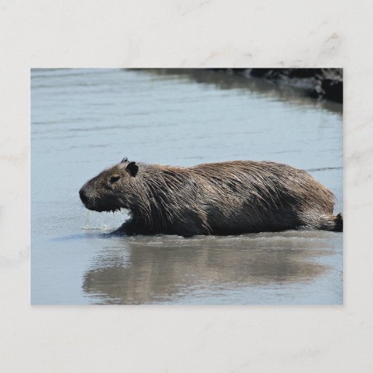 Capybara in het water briefkaart (Voorkant)