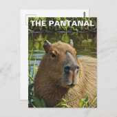 Capybara in The Pantanal Briefkaart (Voorkant / Achterkant)