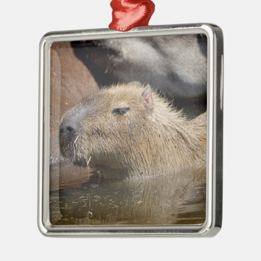 Capybara in water metalen ornament (Links)