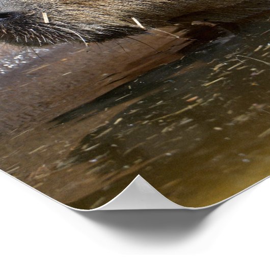 Capybara in water poster (Hoek)