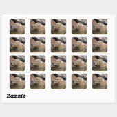 Capybara in water vierkante sticker (Vel)