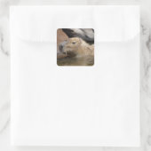 Capybara in water vierkante sticker (Tas)