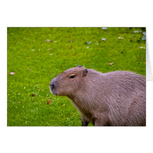 Capybara Kaart