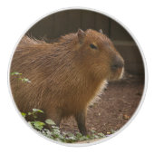 Capybara Keramische Knop (Voorkant)