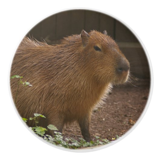 Capybara Keramische Knop (Voorkant)