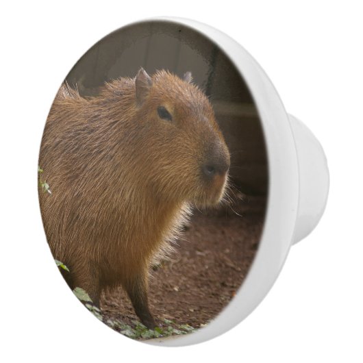 Capybara Keramische Knop (Rechts)