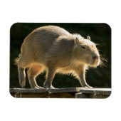 Capybara kleine magneet (Horizontaal)