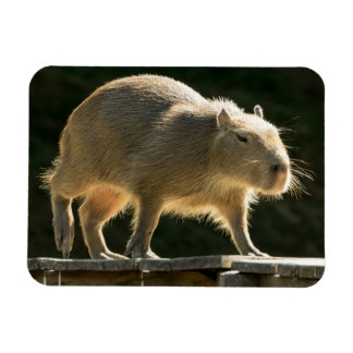 Capybara kleine magneet