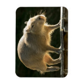 Capybara kleine magneet (Verticaal)