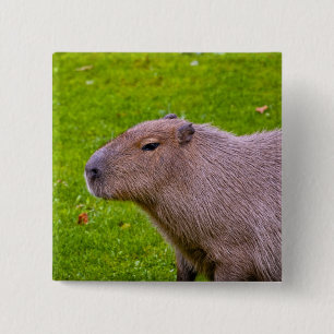 Capybara Knop Vierkante Button 5,1 Cm