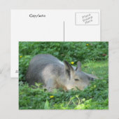Capybara - Large Rodent Briefkaart (Voorkant / Achterkant)