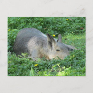 Capybara - Large Rodent Briefkaart