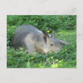 Capybara - Large Rodent Briefkaart (Voorkant)