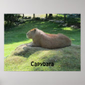 Capybara - Large Rodent Poster (Voorkant)