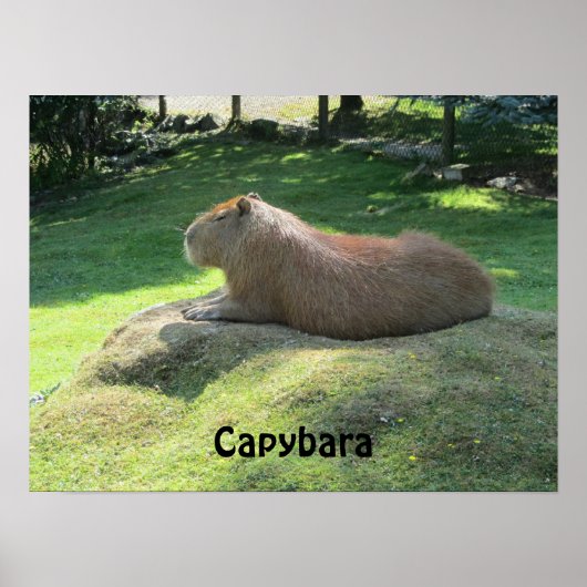 Capybara - Large Rodent Poster (Voorkant)