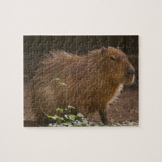 Capybara Legpuzzel (Horizontaal)