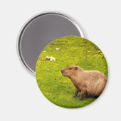 Capybara Magneet (Voorkant / Achterkant)