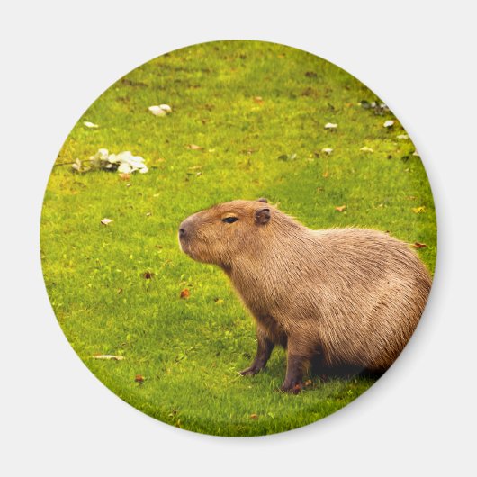 Capybara Magneet (Voorkant)