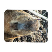 CAPYBARA MAGNEET (Horizontaal)
