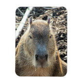 CAPYBARA MAGNEET (Verticaal)
