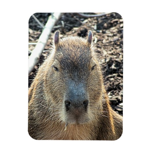 CAPYBARA MAGNEET (Verticaal)