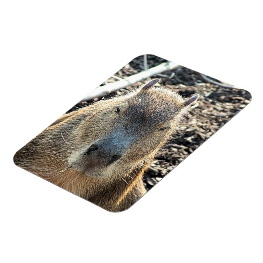 CAPYBARA MAGNEET (Linkerzijde)