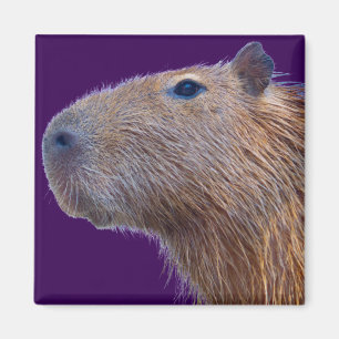 Capybara Magneet