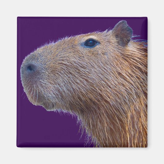 Capybara Magneet (Voorkant)