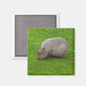 Capybara Magneet (Voorkant / Achterkant)