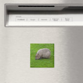 Capybara Magneet (Insitu (Vaatwasser))